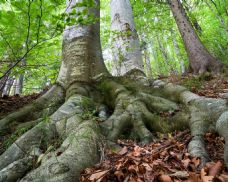 Od semínka až ke korunám stromů. Techmania v Plzni chystá speciální den pro celé rodiny