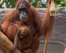 Nové mládě orangutana v pražské zoo dostalo jméno Harapan