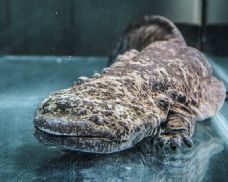 Vzácný Velemlok nalezen u plzeňské zoo - případ řeší policie