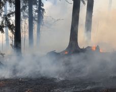 Požár pole na Klatovsku se rozšířil do lesa. Hasičům komplikoval zásah vítr