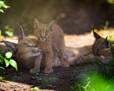 V Zoo Praha mohou návštěvníci pozorovat dvě mláďata karakala, nejaktivnější bývají při krmení
